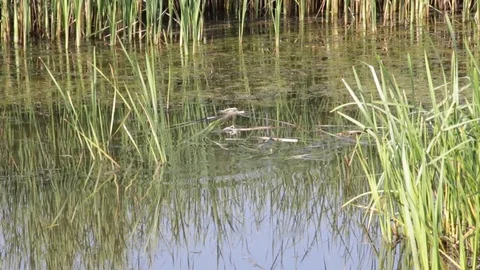 Cane on the river gently swaying in the wind Video stock 71945051