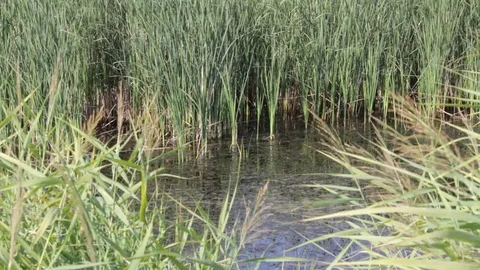 Cane on the river gently swaying in the wind Video stock 71945101
