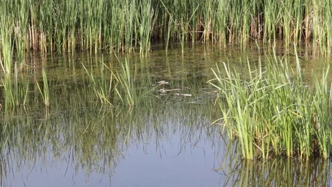 Cane on the river gently swaying in the wind Stock Footage 71945135