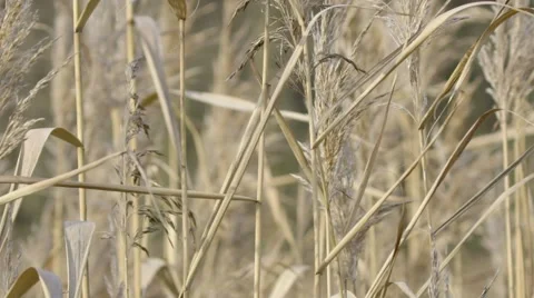 Cane rustling on the wind. Slow motion Stock Footage 68906723