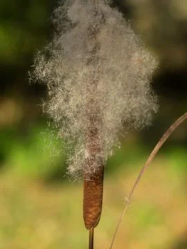 Cane seed Stock Photos