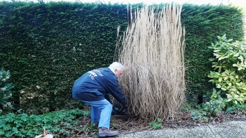 Cane shaving in the garden Stock Footage 127633736
