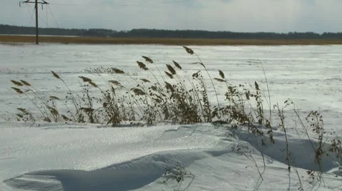 Cane in snow Stock Footage 7740084