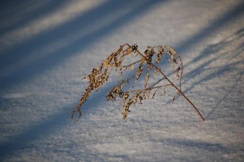 Cane in the snow 写真素材