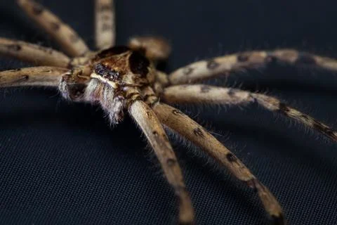 Cane Spider Stock Photos