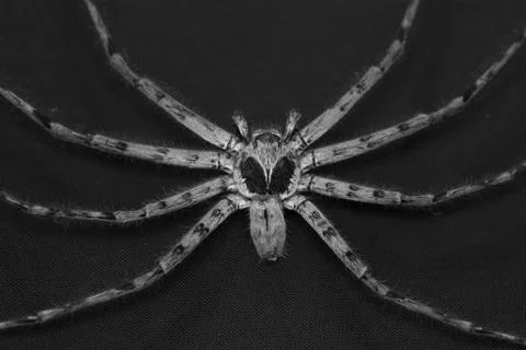 Cane Spider Stock Photos