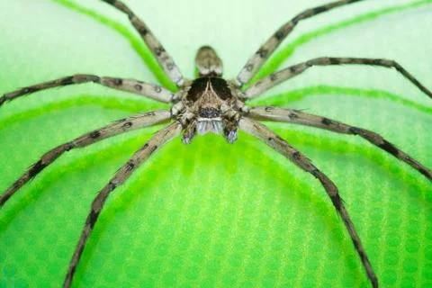 Cane Spider Stock Photos