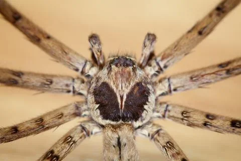 Cane Spider Foto stock