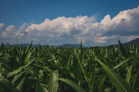 Cane   sugar   fields   under   bright   blue   sky Stock Photos