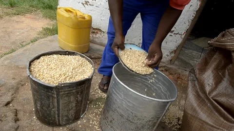 Cane sugar Stock Footage 7740476