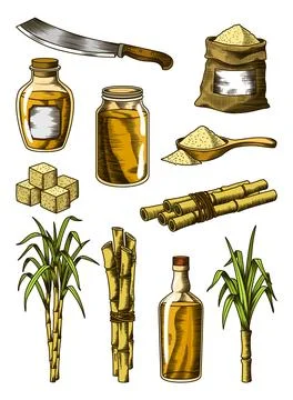 Cane sugar. Set of product from sugarcane plants. Engraving hand drawn natural Stock Illustration