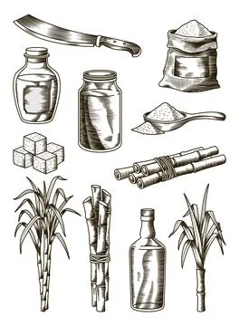 Cane sugar. Set of product from sugarcane plants. Engraving Hand drawn natural Stock Illustration