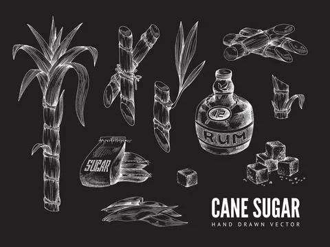Cane sugar set in style of chalk drawing on board, vector illustration isolated. Stock Illustration