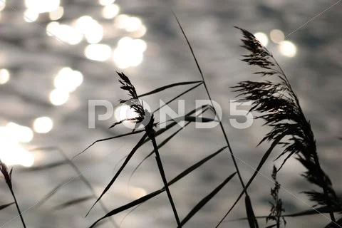 Cane, sun, decline Stock Photos