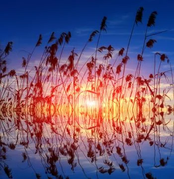 Cane on sunset Stock-Fotos