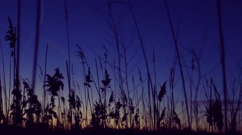 Cane sways in the breeze at sunset. Stock Footage 60256058