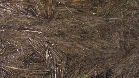 Cane texture 01 Stock Footage
