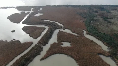 Cane thicket in the delta of river Po, Italy 스톡 동영상 121316617