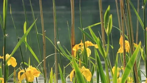 Cane thicket Stock Footage 5162729