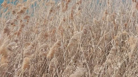 Cane thicket moved by wind in Santa Croce Lake, Alpago Stock Footage