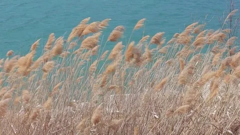 Cane thicket moved by wind in Santa Croce Lake, Alpago Stock Footage 77757913