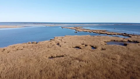 Cane thickets in the Delta of river Po, Italy Stock Footage 125824482