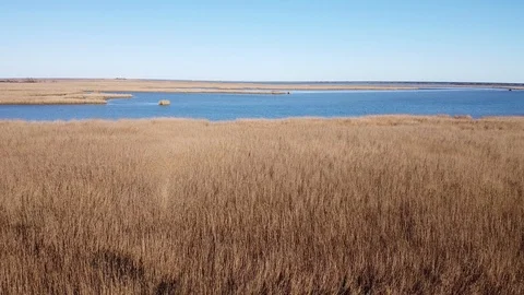 Cane thickets in the Delta of river Po, Italy Stock Footage 125825352