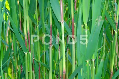 Cane thickets. Stock Photos