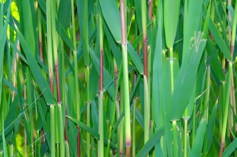 Cane thickets. Stock Photos