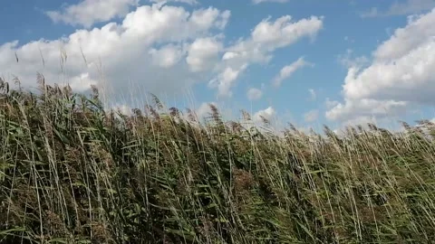 Cane thickets in the wind Stock Footage 139402998