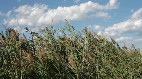 Cane thickets in the wind Stock Footage 139402999