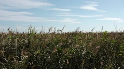 Cane thickets in the wind Stock Footage 139403001