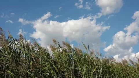 Cane thickets in the wind Stock-Footage 139403024