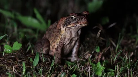 Cane Toad breathing in and out. Video stock 151778647