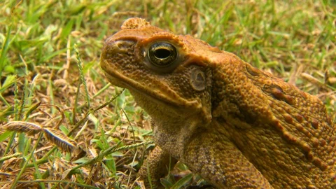 Cane Toad Breathing Quickly Stock Footage 112324490