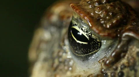 Cane Toad (Bufo marinus) blinking Stock Footage 780937