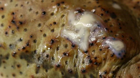 Cane Toad (Bufo marinus). Collecting venom oozing out of parotid gland Vídeo Stock 792460