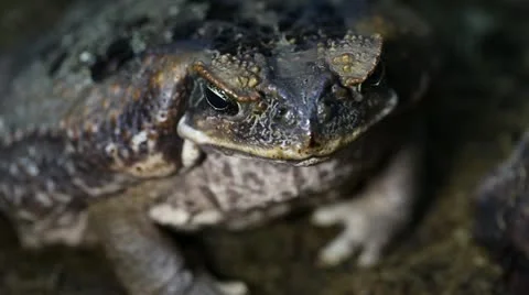 Cane Toad (Bufo marinus) 스톡 동영상 12690484