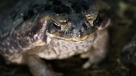 Cane Toad (Bufo marinus) 스톡 동영상 12690498