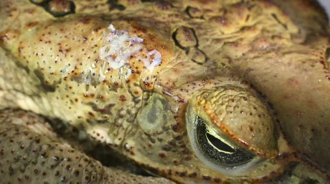 Cane Toad (Bufo marinus) with venom oozing out of parotid gland Vídeo Stock 787990
