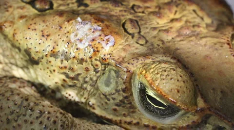 Cane Toad (Bufo marinus) with venom oozing out of parotid gland Vídeo Stock 1037459