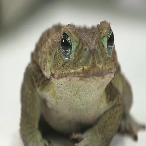 Cane toad close up sit on white Stock Footage