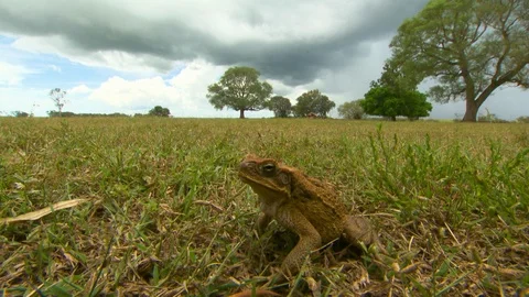 Cane Toad In Field With Rain Clouds Stock Footage 112324606