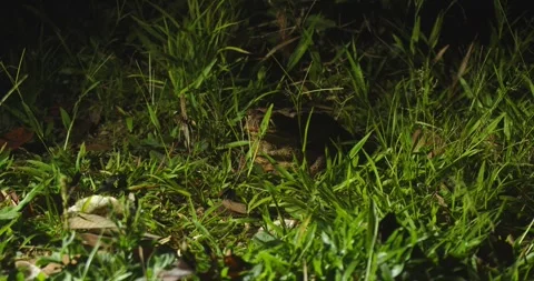 Cane toad in grassy area at night scratching its eye Stock Footage 325765743