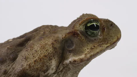 Cane Toad Marine Toad - close up on face side profile with bugs crawling Stock Footage 240610680