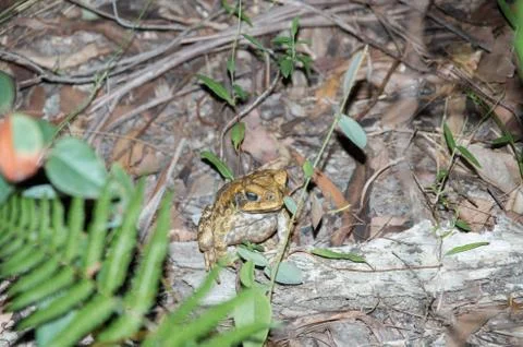 Cane Toad at Night Stock Photos