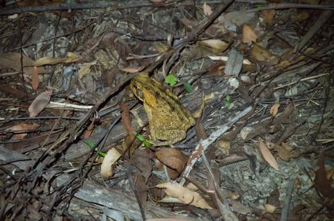 Cane Toad at Night Stock Photos