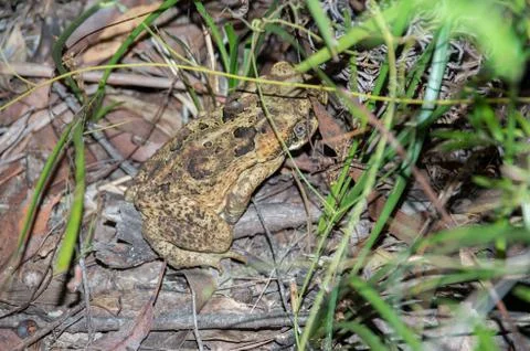 Cane Toad at Night Stock Photos