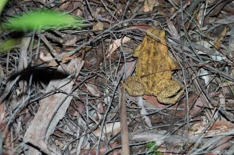Cane Toad at Night Stock Photos