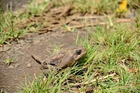 Cane Toad Stock Photos